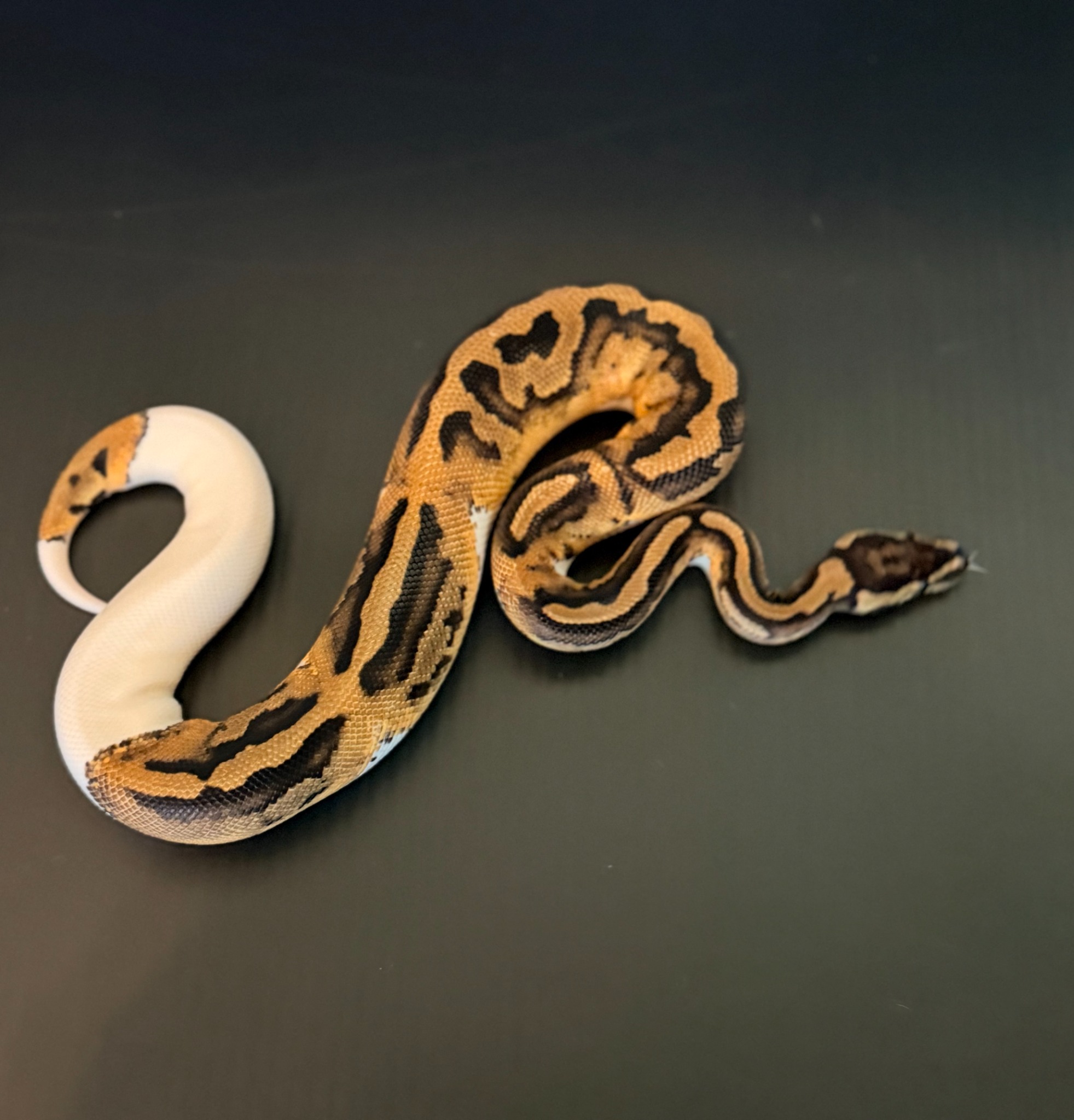 Piebald Poss DH VPI Axanthic/Hypo ball python CBBPH0001