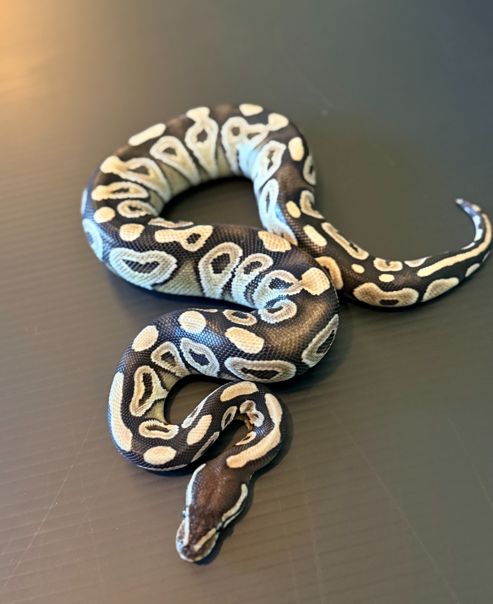 Mojave ball python CBBPH0002