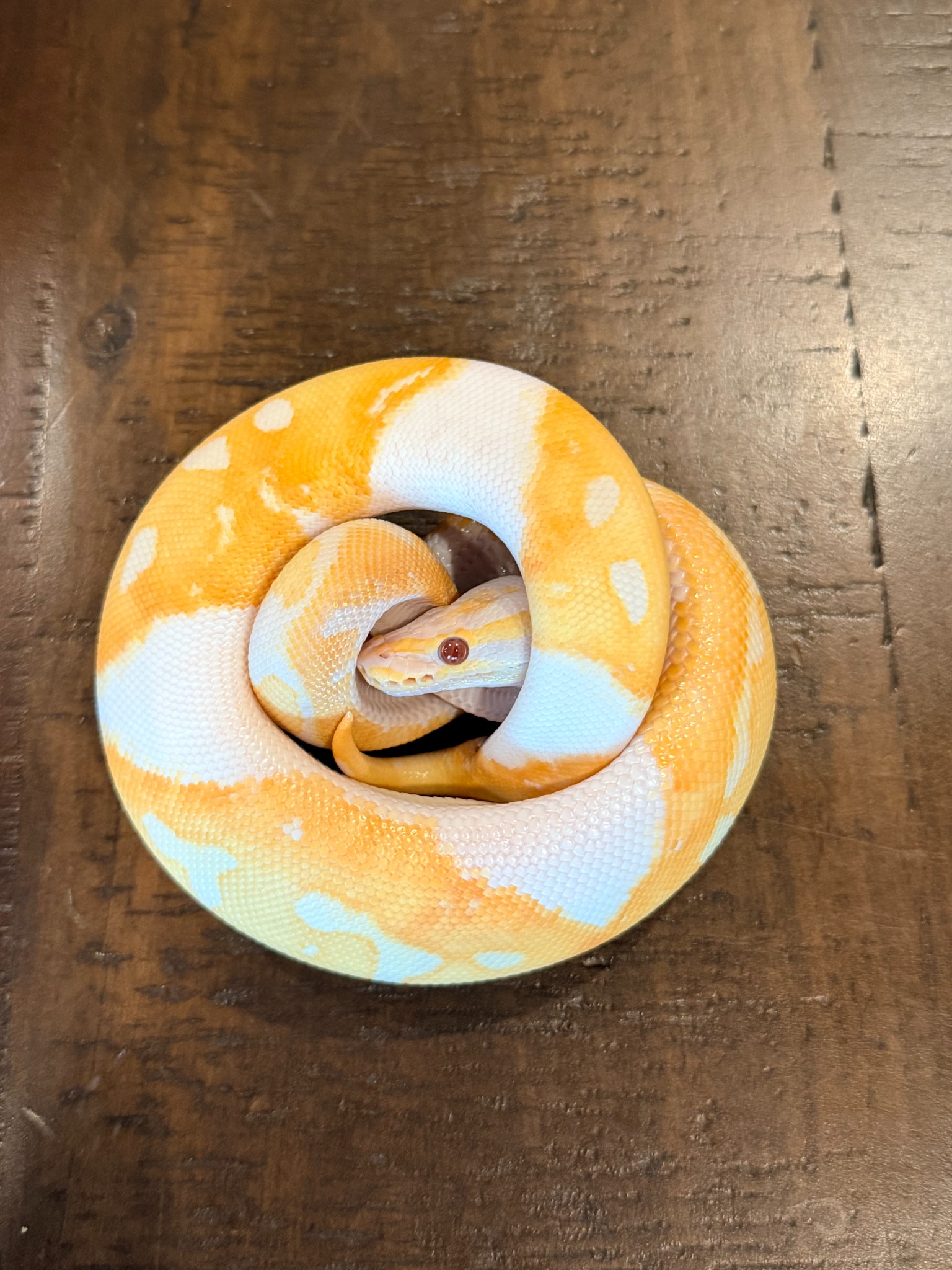 Dreamsicle ball python on a black background